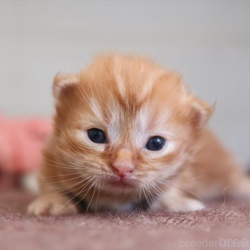 販売中の愛知県のマンチカン(短足)-131354の1枚目