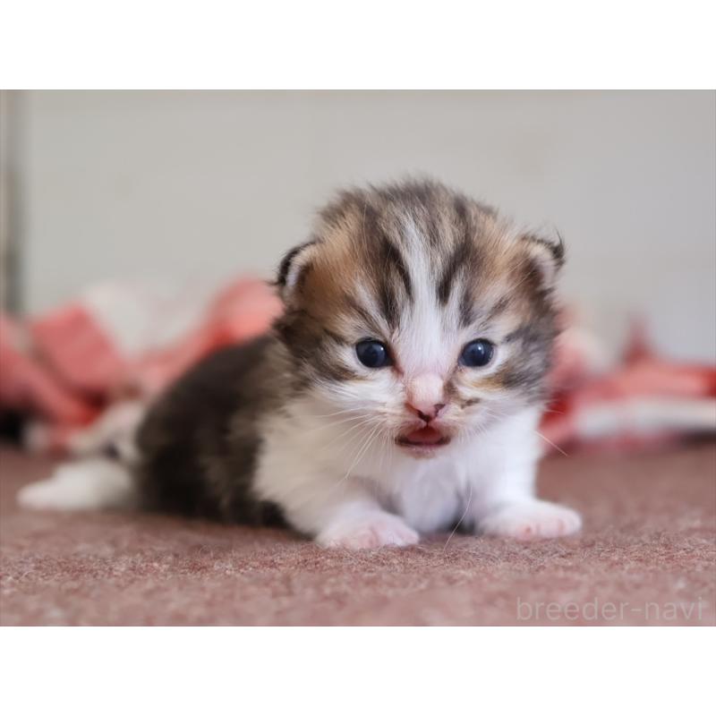 販売中の愛知県のマンチカン(短足)-131355の5枚目