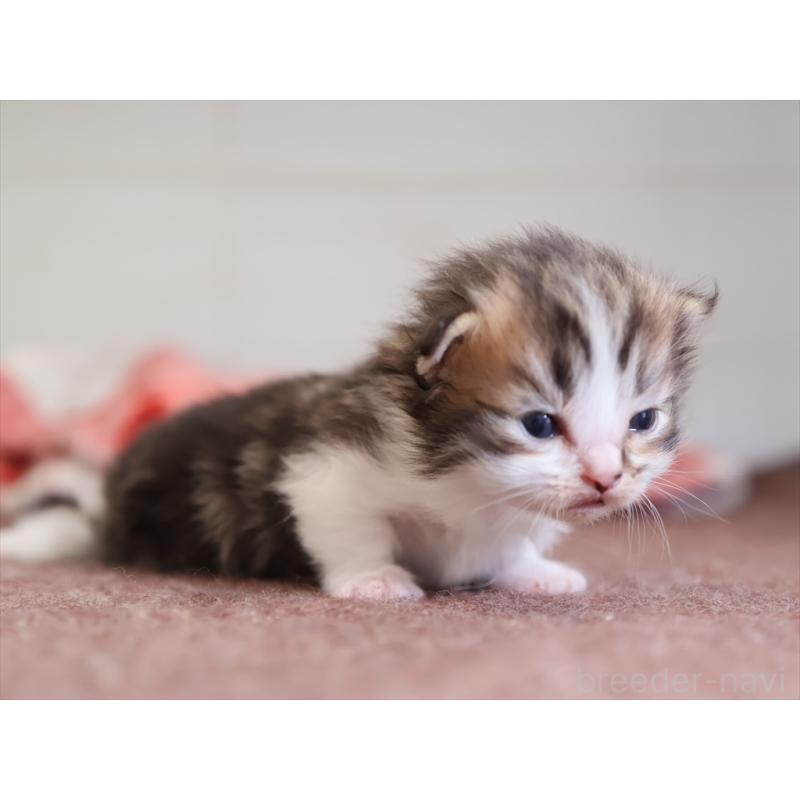 販売中の愛知県のマンチカン(短足)-131355の4枚目