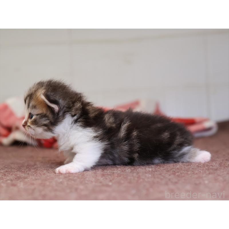 販売中の愛知県のマンチカン(短足)-131355の3枚目