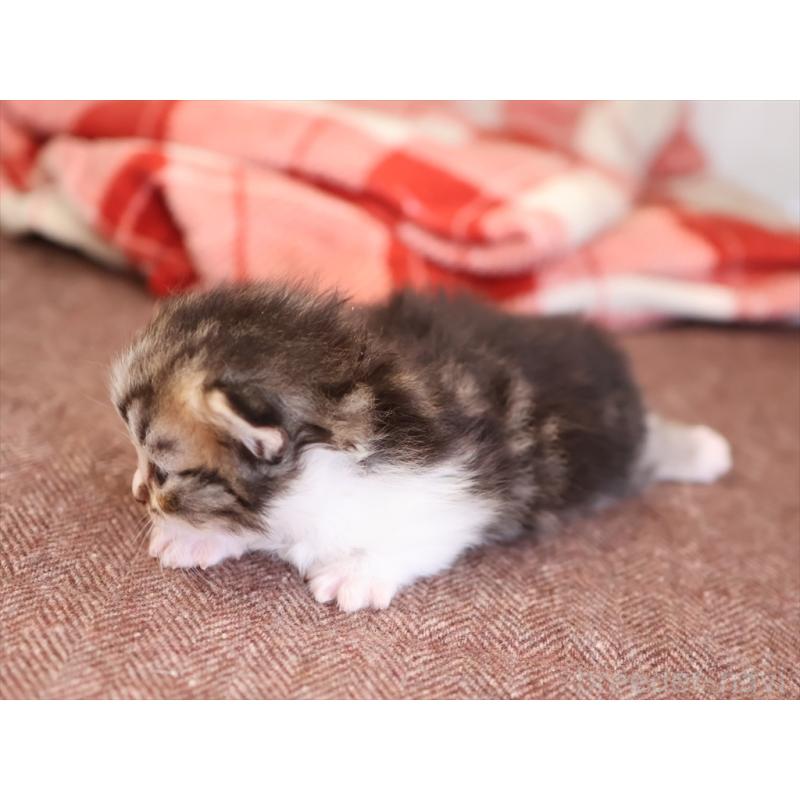 販売中の愛知県のマンチカン(短足)-131355の2枚目