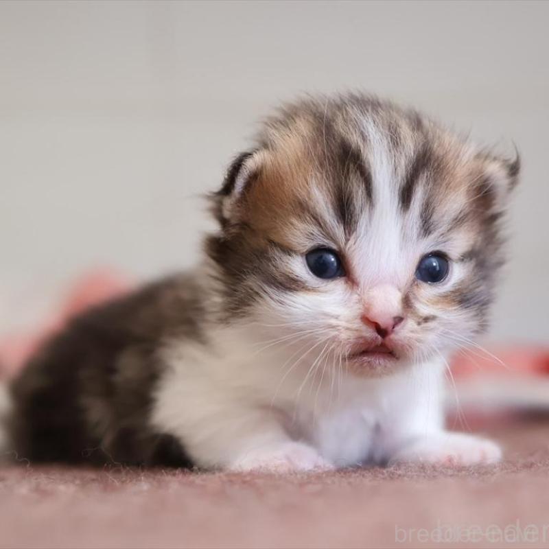 販売中の愛知県のマンチカン(短足)-131355の1枚目