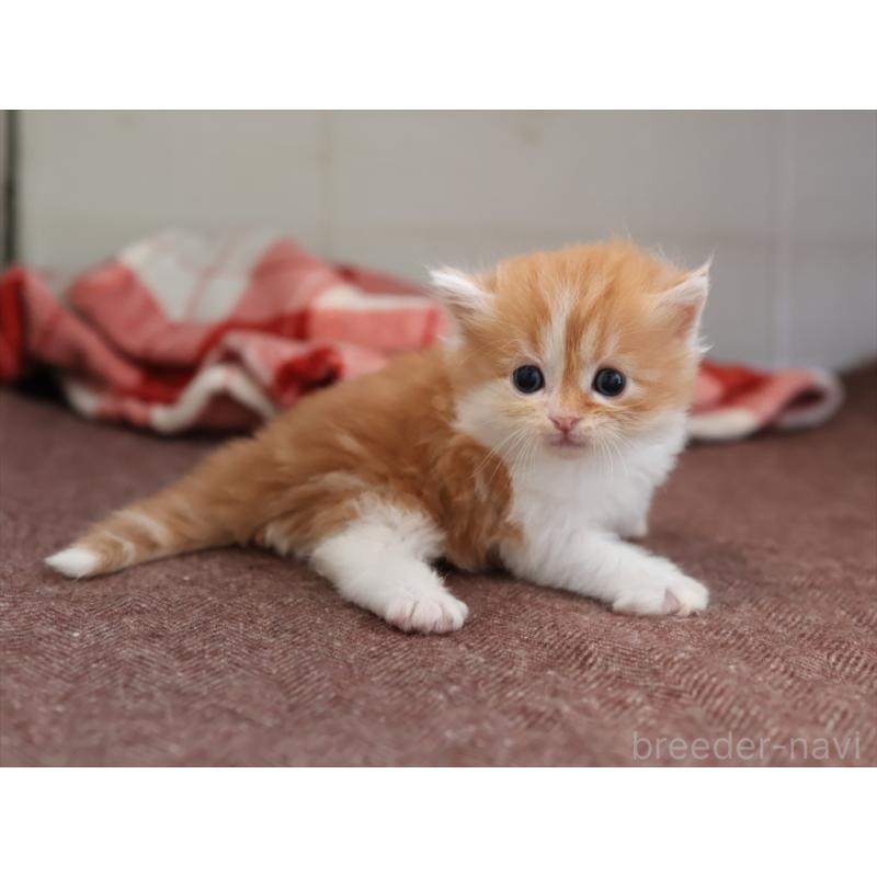 販売中の愛知県のサイベリアン-131356の6枚目