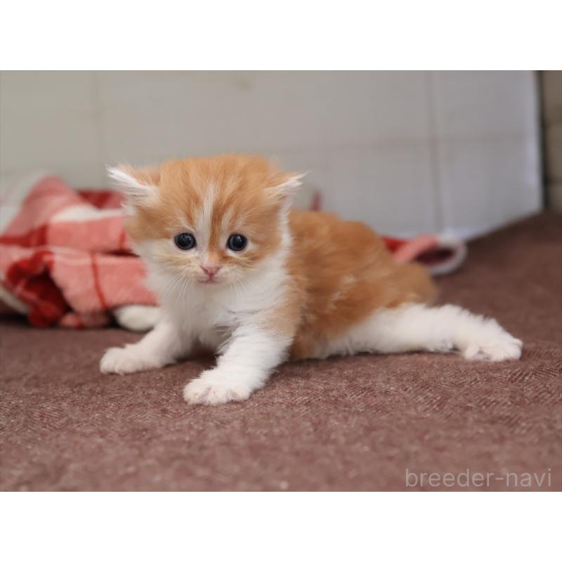 販売中の愛知県のサイベリアン-131356の5枚目