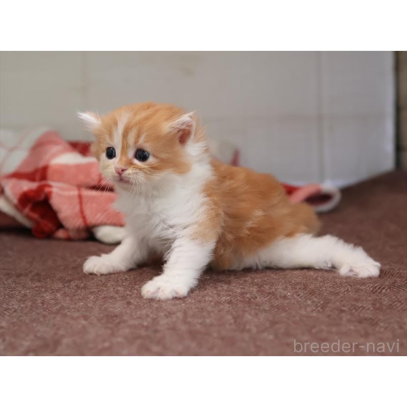 販売中の愛知県のサイベリアン-131356の4枚目