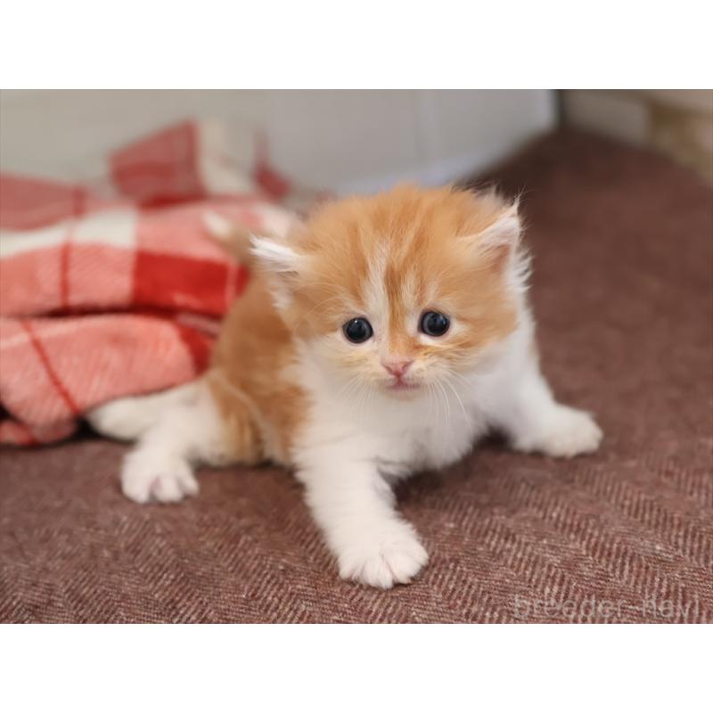 販売中の愛知県のサイベリアン-131356の3枚目