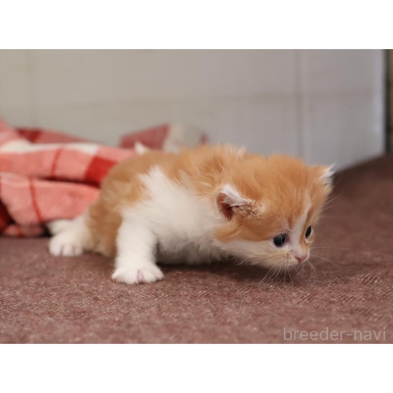 販売中の愛知県のサイベリアン-131356の2枚目