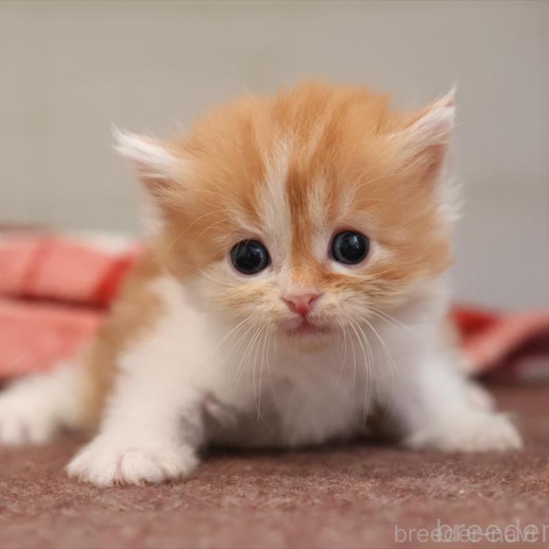 販売中の愛知県のサイベリアン-131356