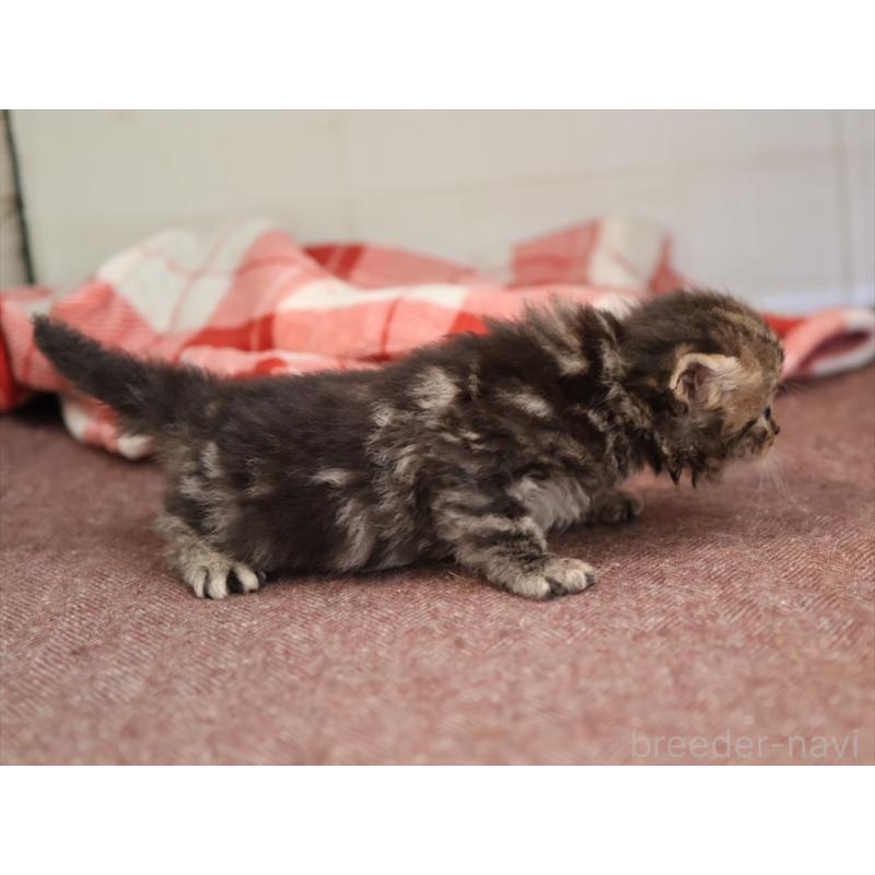 販売中の愛知県のサイベリアン-131357の7枚目