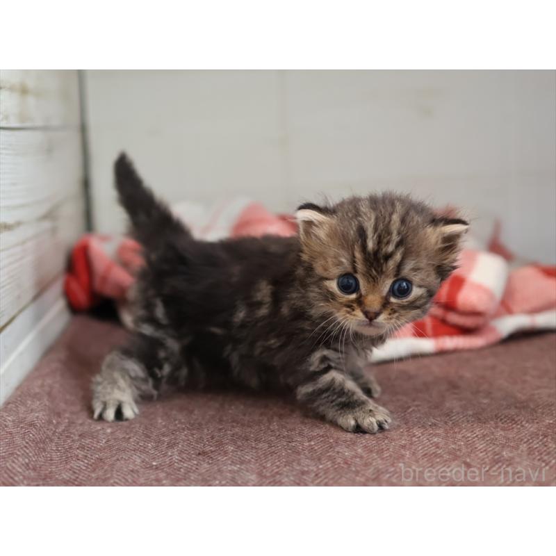 販売中の愛知県のサイベリアン-131357の6枚目