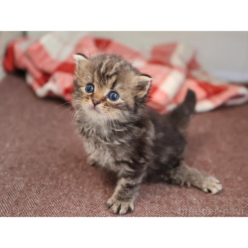 販売中の愛知県のサイベリアン-131357の5枚目