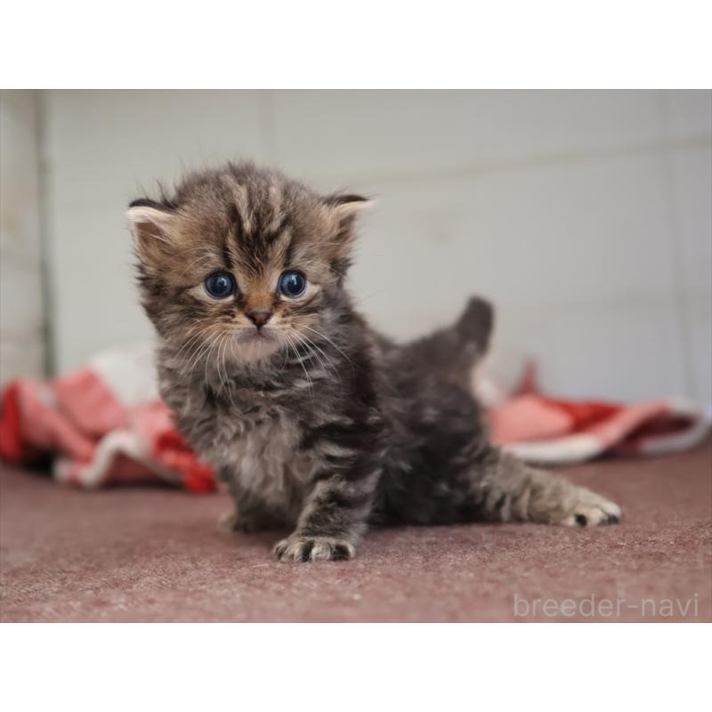 販売中の愛知県のサイベリアン-131357の4枚目