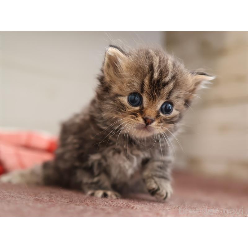 販売中の愛知県のサイベリアン-131357の3枚目