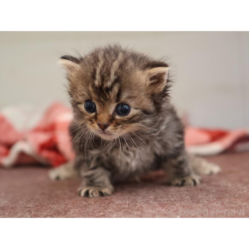 販売中の愛知県のサイベリアン-131357の2枚目