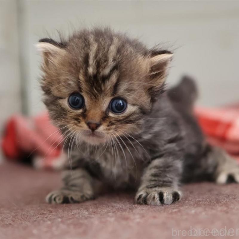 販売中の愛知県のサイベリアン-131357