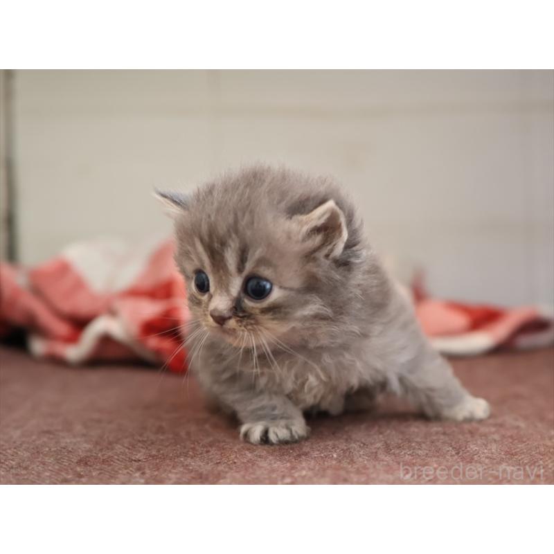 販売中の愛知県のサイベリアン-131358の6枚目