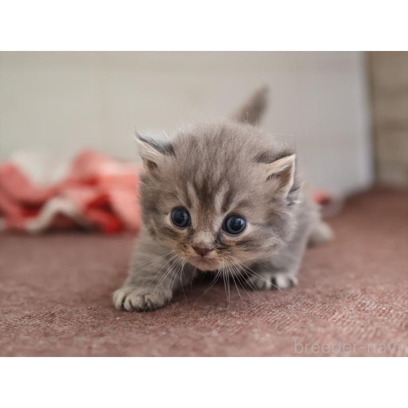 販売中の愛知県のサイベリアン-131358の7枚目