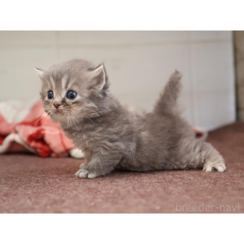 販売中の愛知県のサイベリアン-131358の5枚目