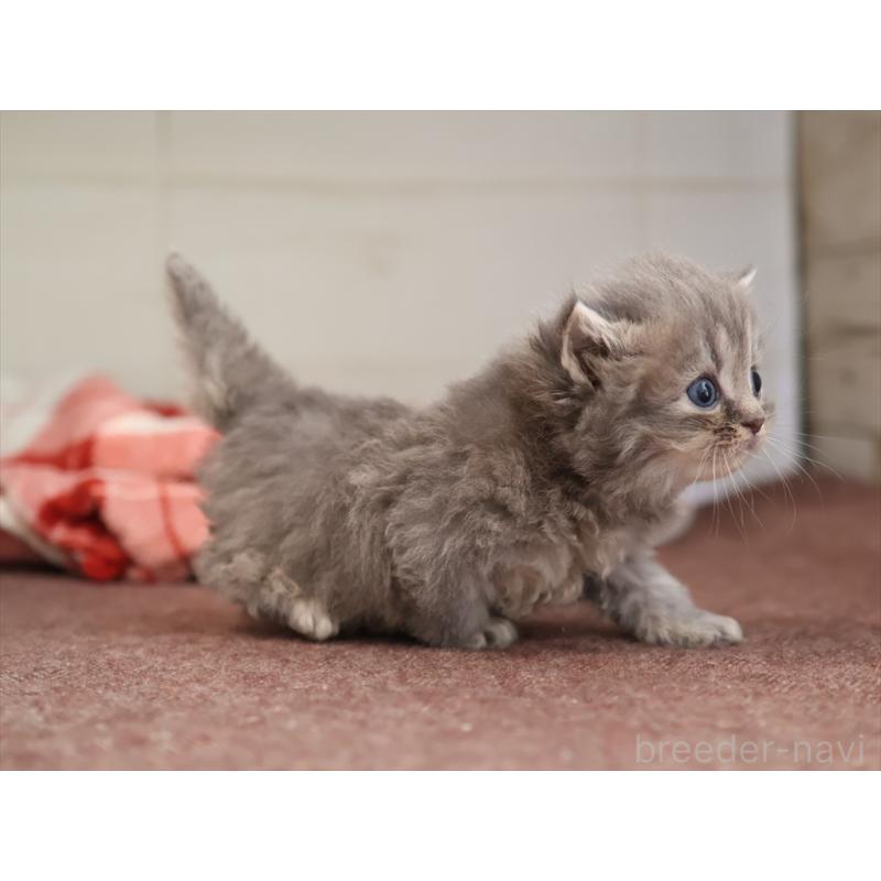 販売中の愛知県のサイベリアン-131358の4枚目