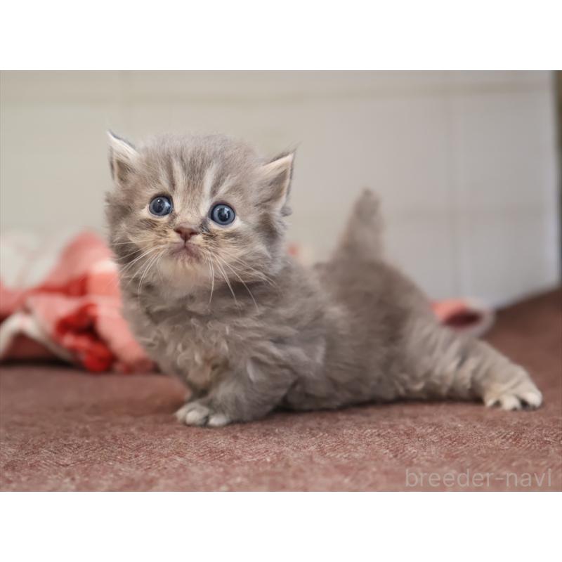 販売中の愛知県のサイベリアン-131358の3枚目