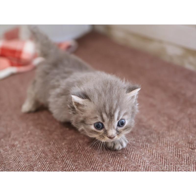 販売中の愛知県のサイベリアン-131358の2枚目