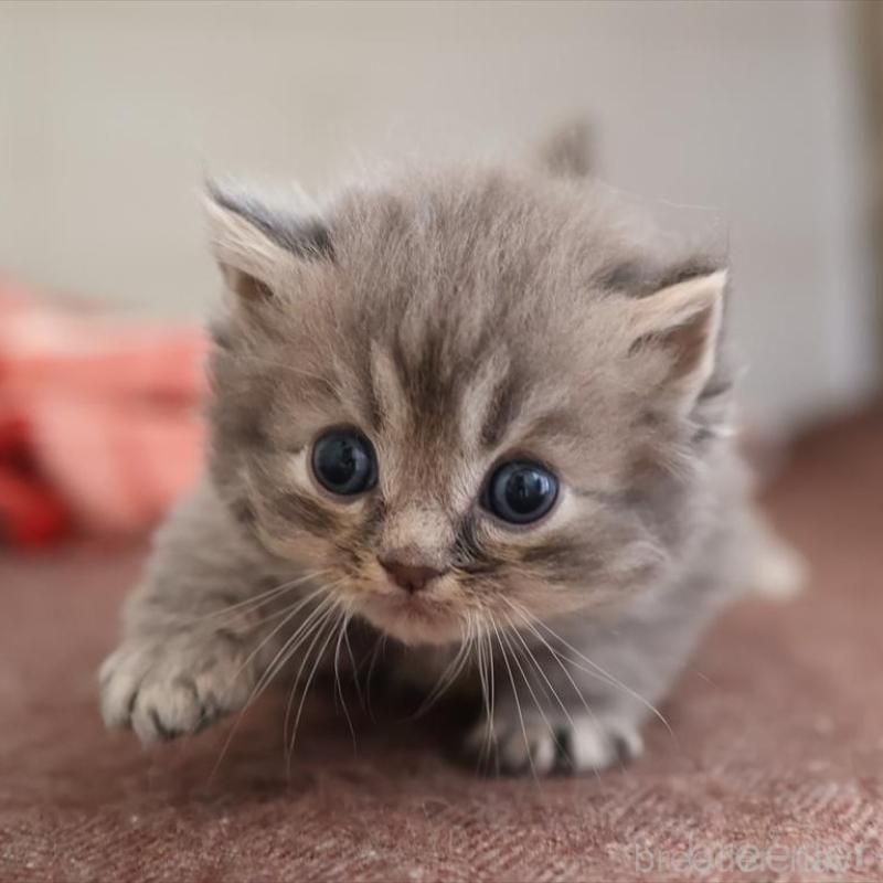 販売中の愛知県のサイベリアン-131358