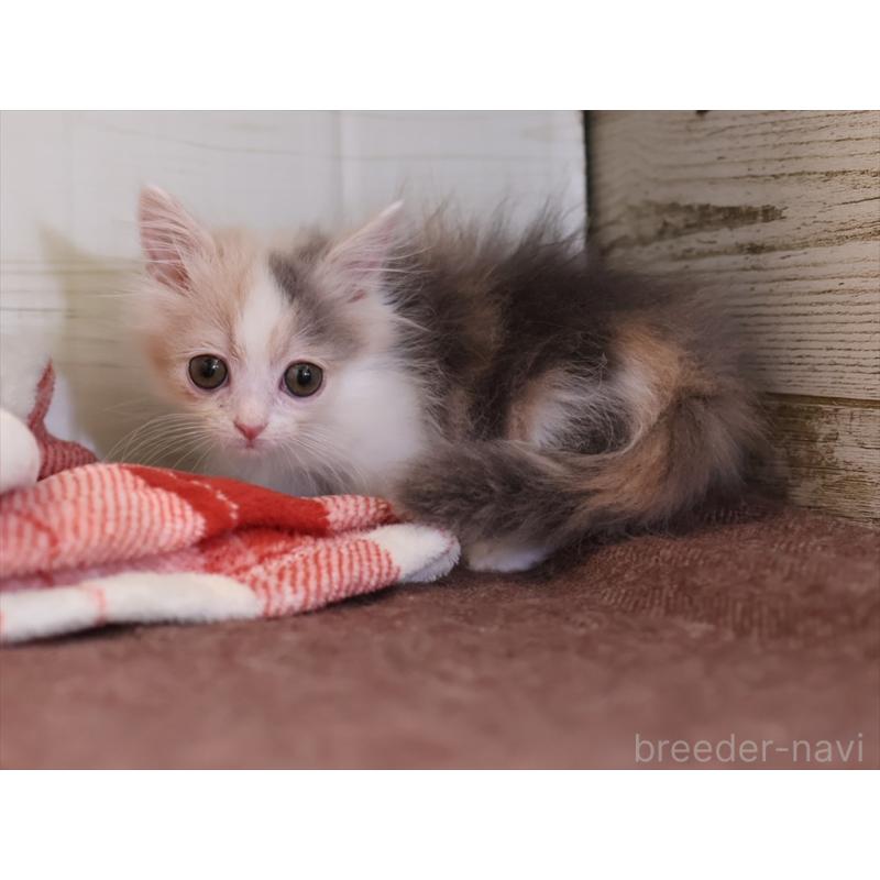 販売中の愛知県のマンチカン(短足)-131359の6枚目