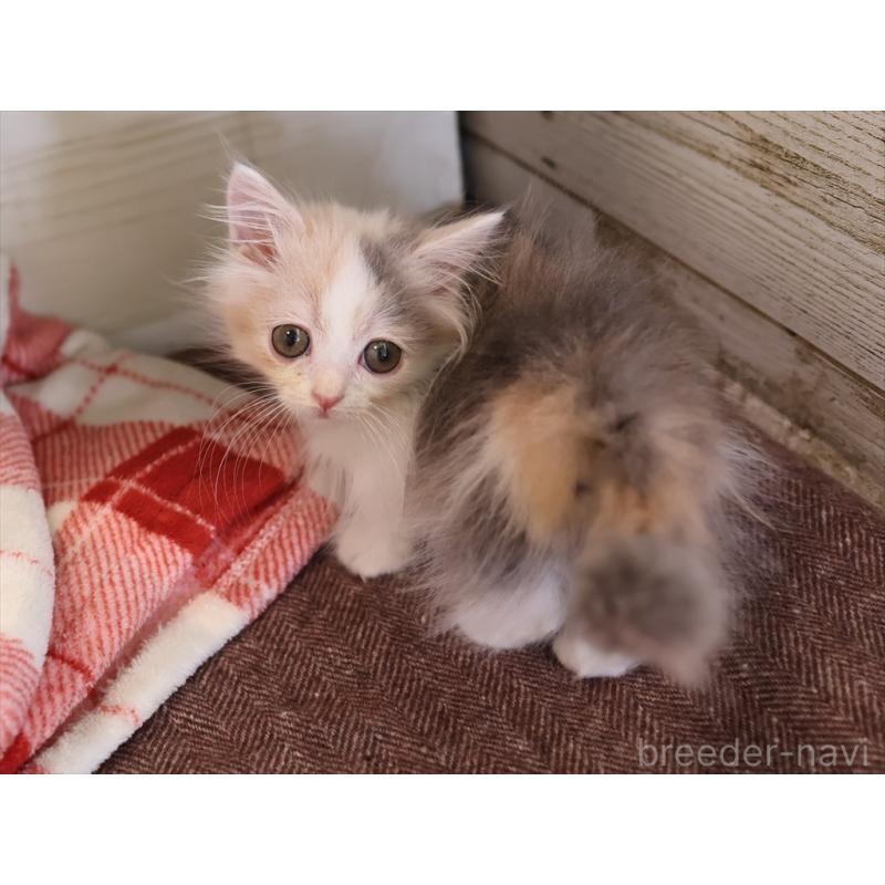 販売中の愛知県のマンチカン(短足)-131359の4枚目