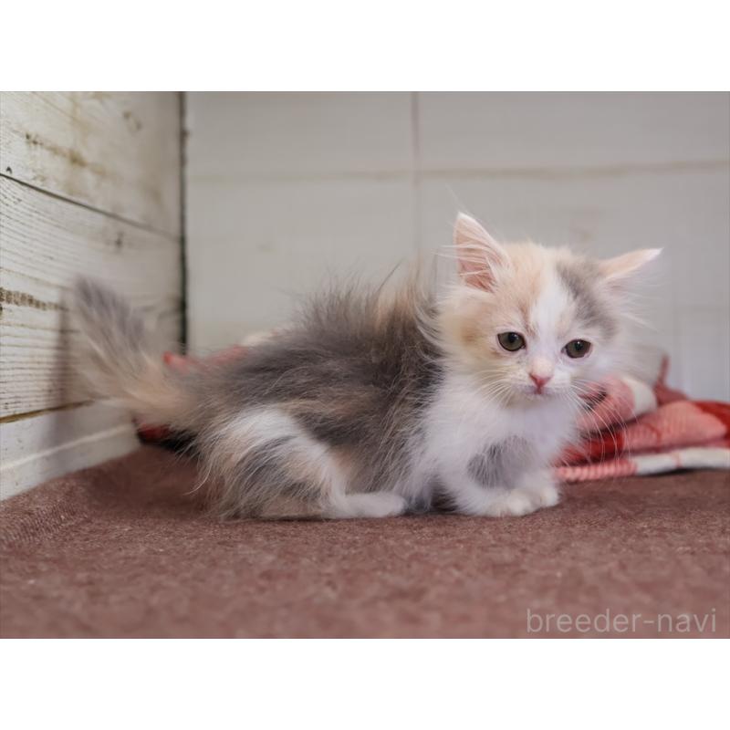 販売中の愛知県のマンチカン(短足)-131359の5枚目