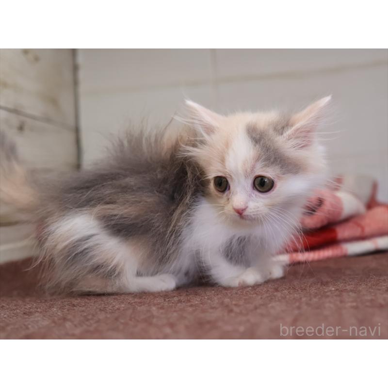 販売中の愛知県のマンチカン(短足)-131359の3枚目