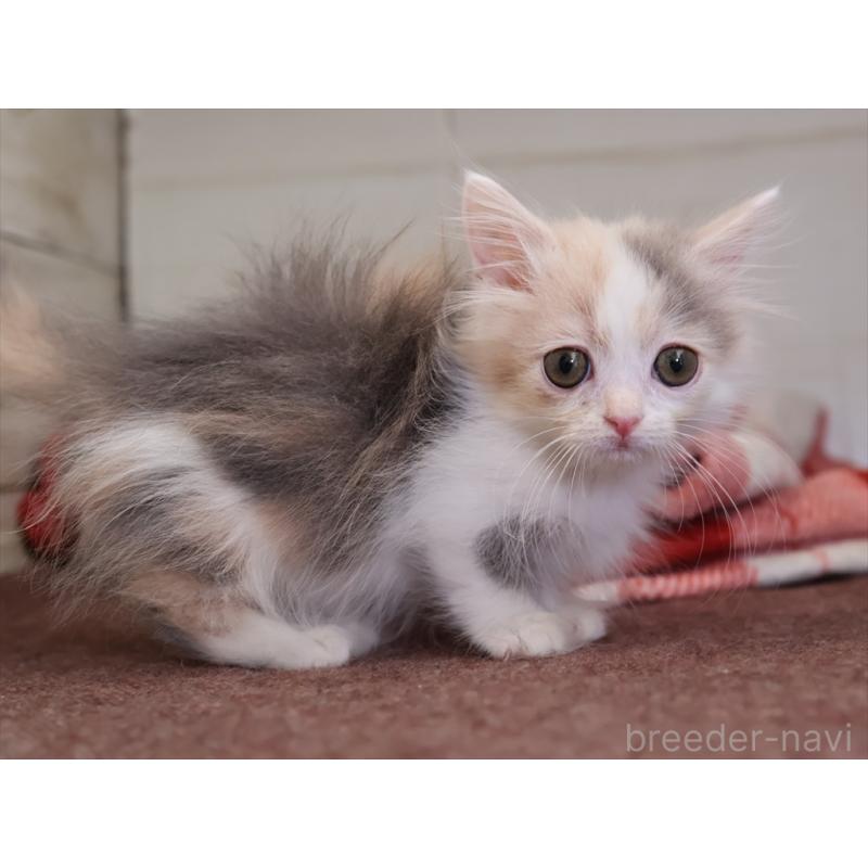 販売中の愛知県のマンチカン(短足)-131359の2枚目