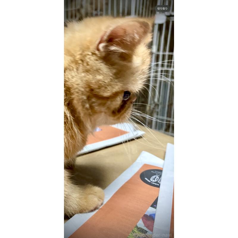 販売中の大阪府のエキゾチックショートヘア-120663の2枚目