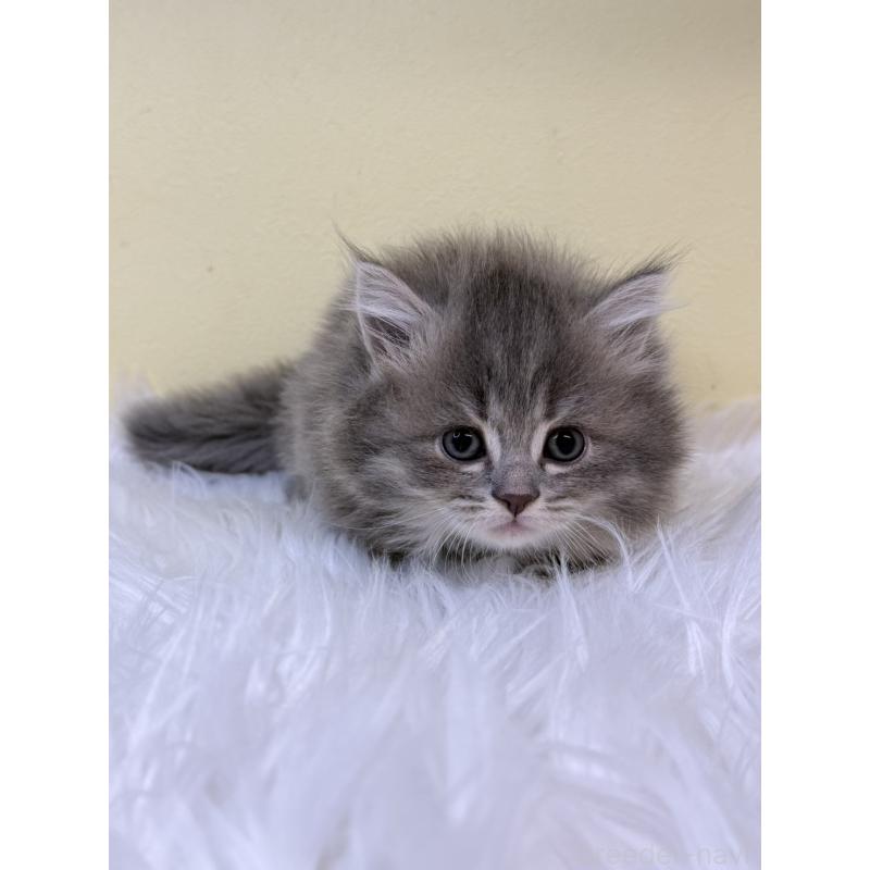 販売中の埼玉県のマンチカン-131160の4枚目