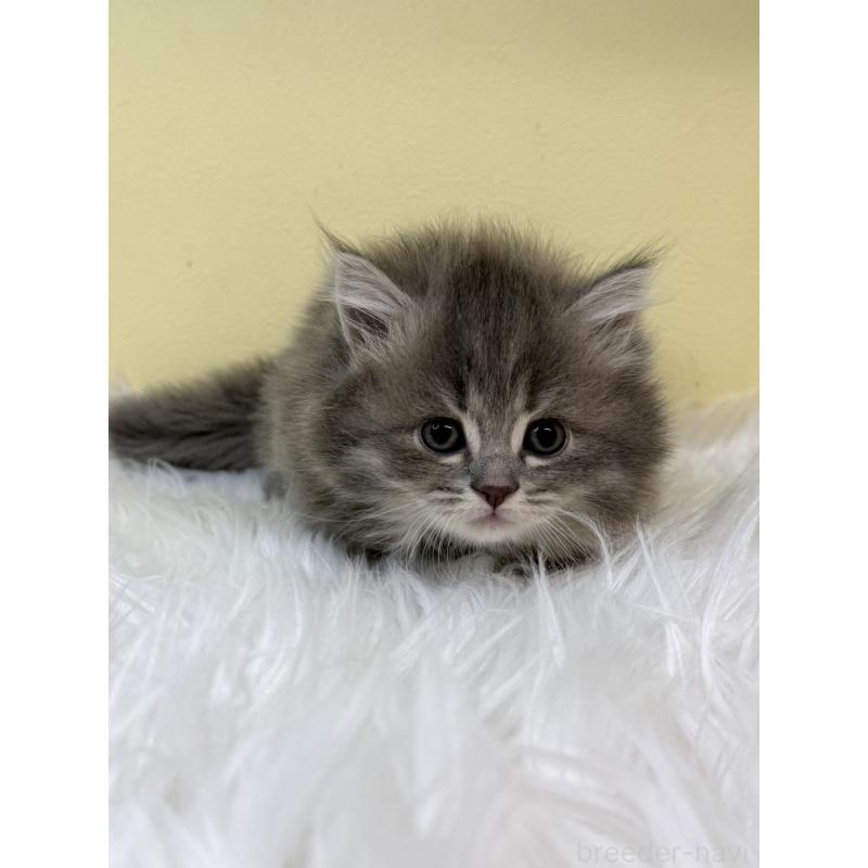 販売中の埼玉県のマンチカン-131160の3枚目