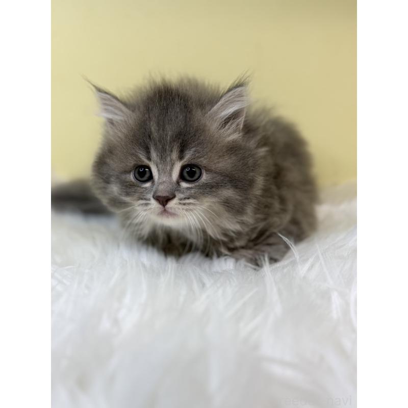 販売中の埼玉県のマンチカン-131160の2枚目