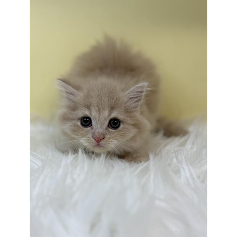 販売中の埼玉県のマンチカン-131161の3枚目