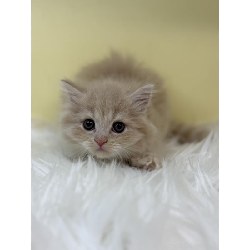 販売中の埼玉県のマンチカン-131161の2枚目