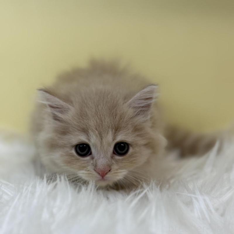 販売中の埼玉県のマンチカン-131161の1枚目