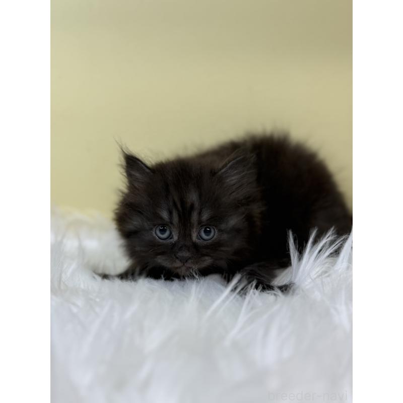 販売中の埼玉県のマンチカン-131162の4枚目