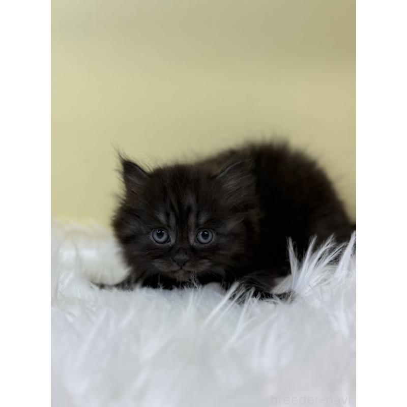 販売中の埼玉県のマンチカン-131162の3枚目