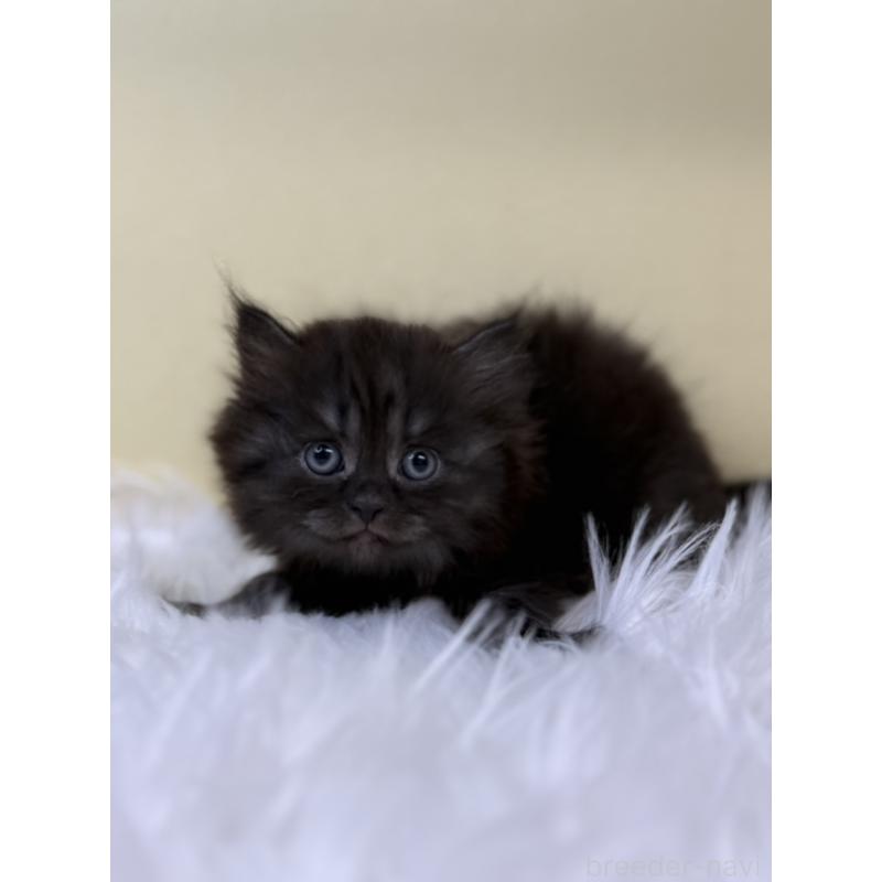 販売中の埼玉県のマンチカン-131162の2枚目