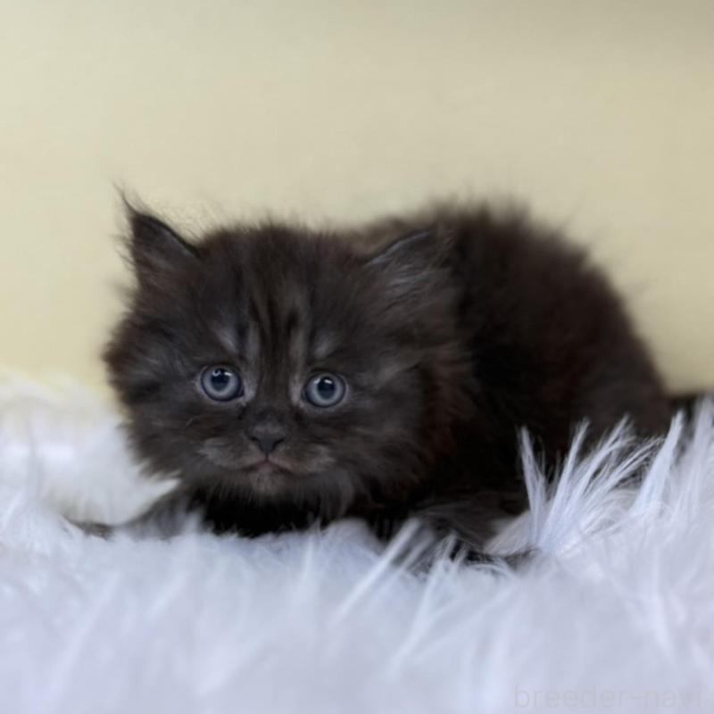 販売中の埼玉県のマンチカン-131162の1枚目