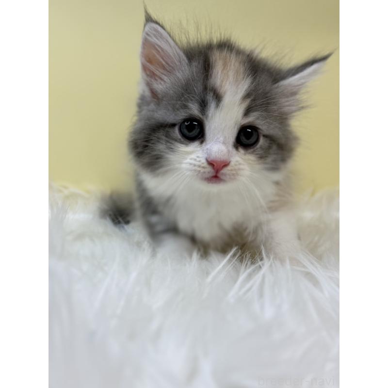 販売中の埼玉県のサイベリアン-131163の4枚目