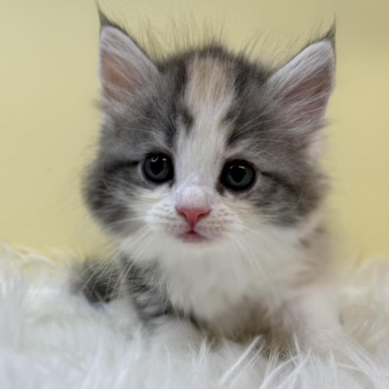 販売中の埼玉県のサイベリアン-131163の1枚目