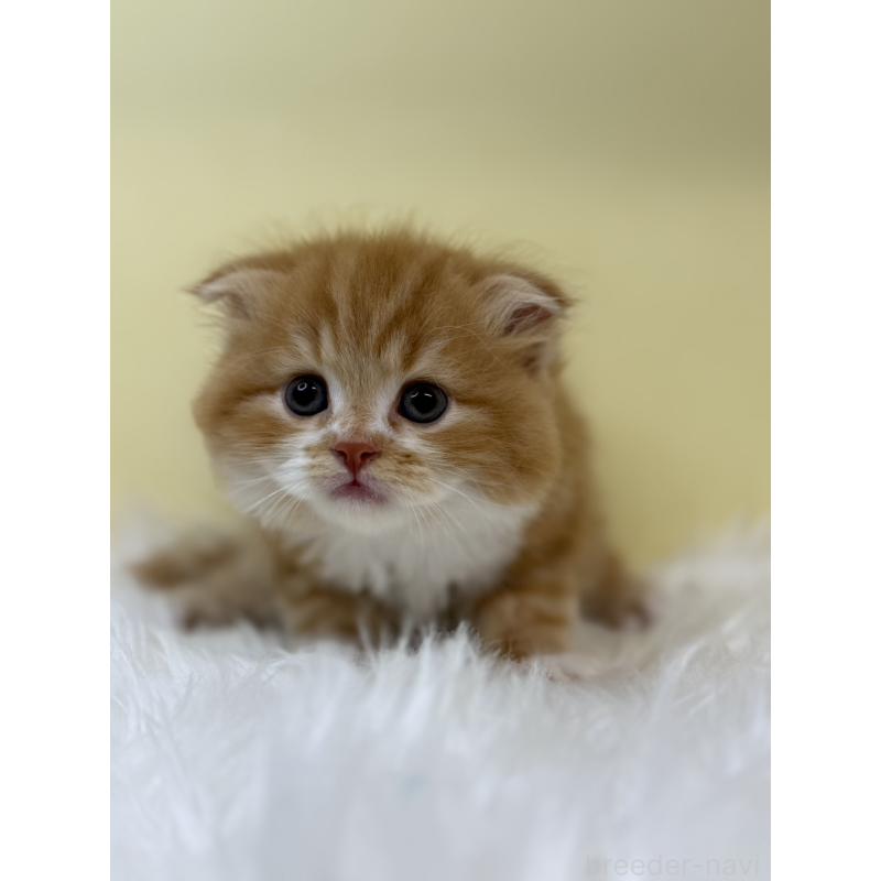 販売中の埼玉県のスコティッシュフォールド(折れ耳)-131164の3枚目