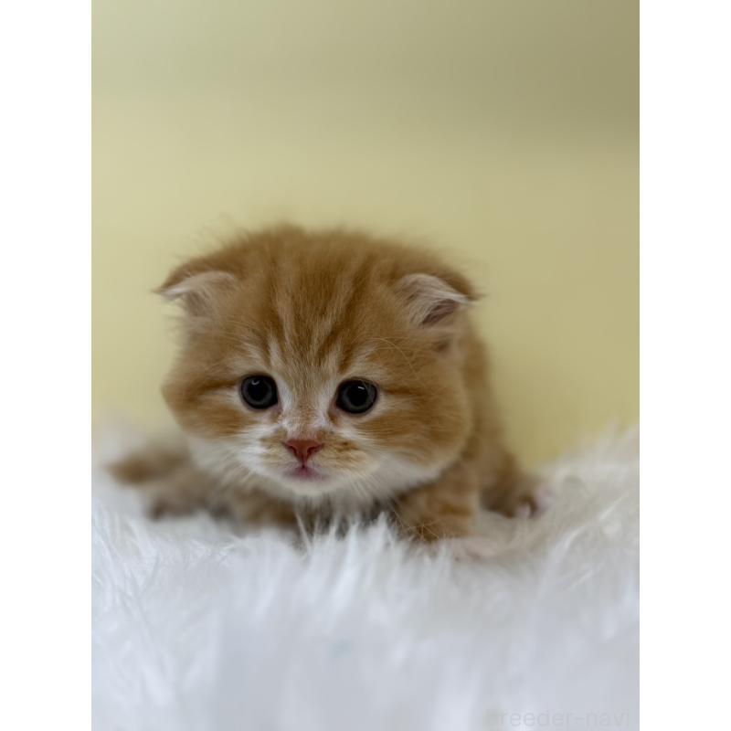 販売中の埼玉県のスコティッシュフォールド(折れ耳)-131164の2枚目