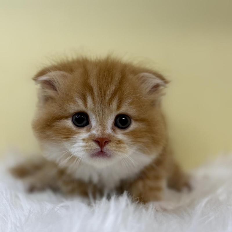 販売中の埼玉県のスコティッシュフォールド(折れ耳)-131164の1枚目