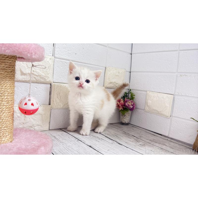 販売中の埼玉県のマンチカン-131361の1枚目