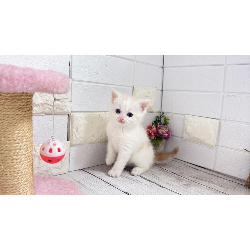 販売中の埼玉県のマンチカン-131361の13枚目