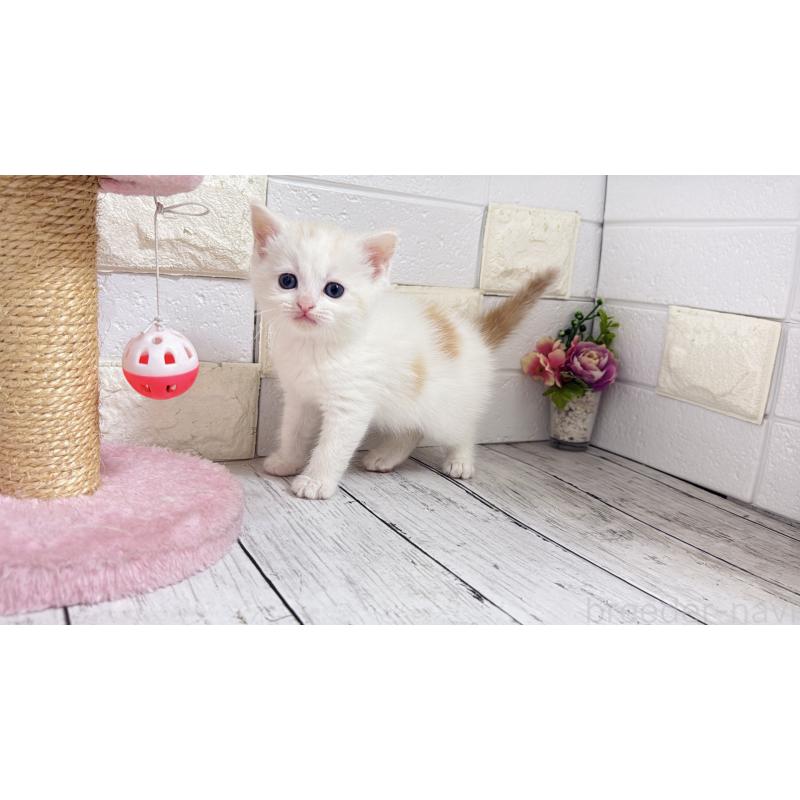 販売中の埼玉県のマンチカン-131361の12枚目